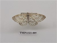 藏品(尺蠖蛾科)的圖片